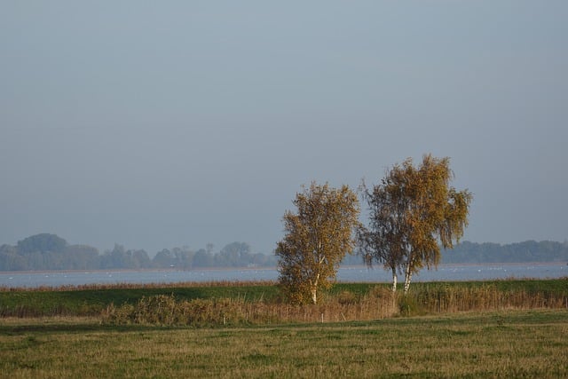 Free download field trees grass nature landscape free picture to be edited with GIMP free online image editor