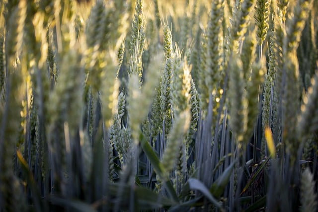 Descarga gratuita de imágenes gratuitas de cereales ecológicos de cosecha de trigo de campo para editar con el editor de imágenes en línea gratuito GIMP