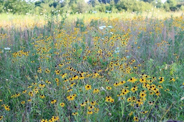 Free download Field Wildflower Summer -  free photo or picture to be edited with GIMP online image editor