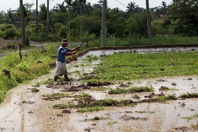 Free download field working rice hat man work free picture to be edited with GIMP free online image editor