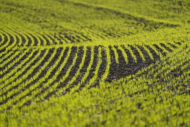 Free download field young plants green alignment free picture to be edited with GIMP free online image editor