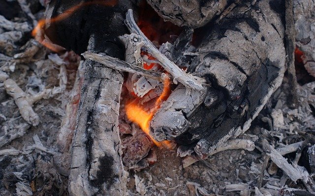 Muat turun percuma Fiery Dragon Flora Fauna - foto atau gambar percuma untuk diedit dengan editor imej dalam talian GIMP