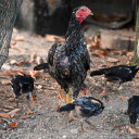 Fighting Chickens  screen for extension Chrome web store in OffiDocs Chromium