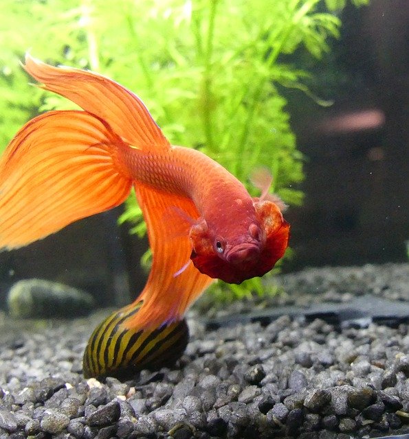 Free download Fighting Fish Betta Fightfish -  free photo or picture to be edited with GIMP online image editor