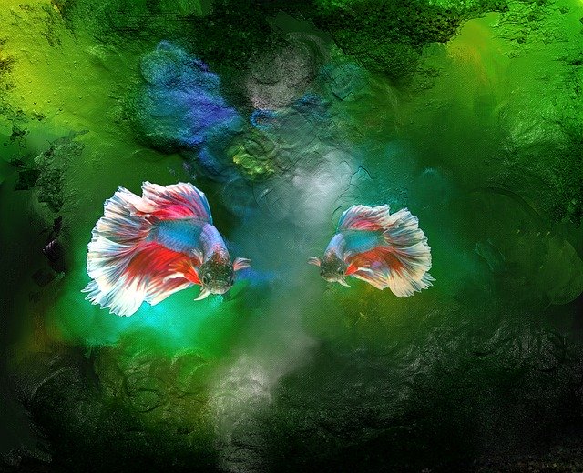 Free download Fighting Fish Water -  free illustration to be edited with GIMP free online image editor