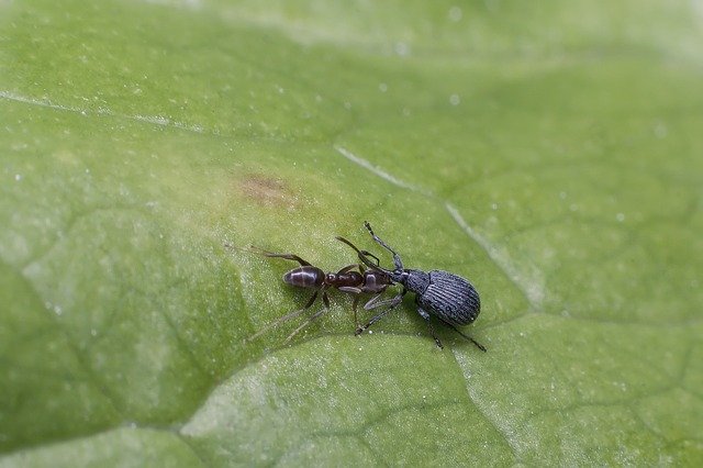 免费下载用 GIMP 在线图像编辑器编辑的 Fight Nature Insect 免费照片模板