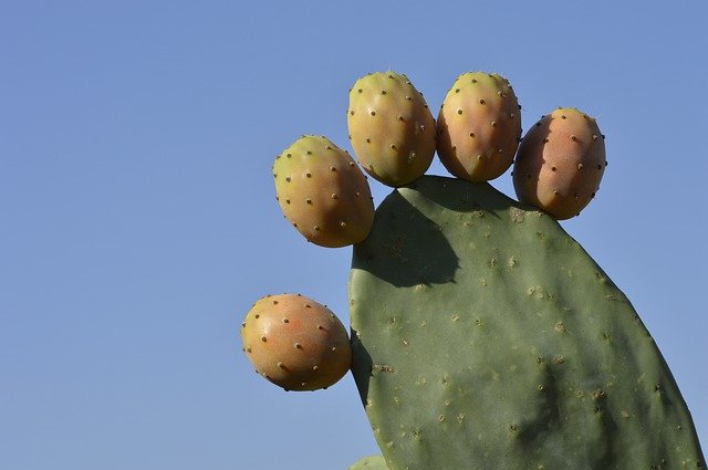 Free download Fig India Figs -  free photo or picture to be edited with GIMP online image editor