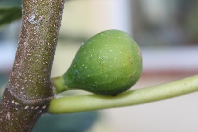 Muat turun percuma Fig Nature Tree - foto atau gambar percuma untuk diedit dengan editor imej dalam talian GIMP