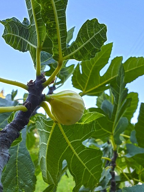 Gratis download Figs Nature Food - gratis foto of afbeelding om te bewerken met GIMP online afbeeldingseditor