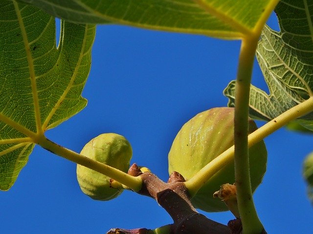 Free download Figs Tree Fruits -  free photo or picture to be edited with GIMP online image editor
