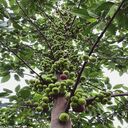 fig tree wallpaper  screen for extension Chrome web store in OffiDocs Chromium