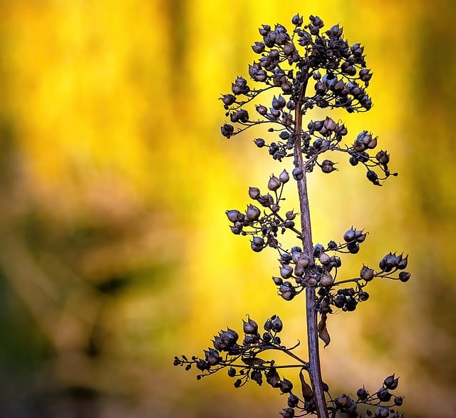 Free download figwort flowers plant shrub fall free picture to be edited with GIMP free online image editor