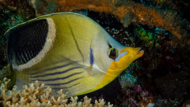 Free download fiji underwater nature sea water free picture to be edited with GIMP free online image editor