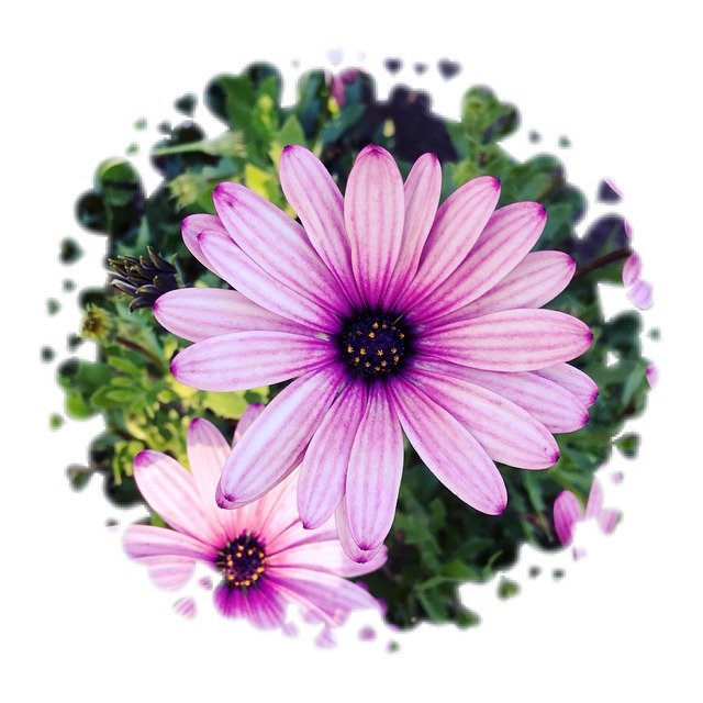 Free download Filter Flower Macro -  free illustration to be edited with GIMP free online image editor