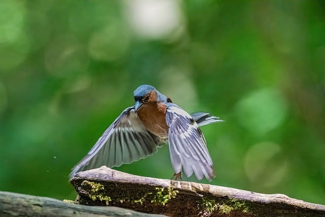 Free download finch bird animal feathers plumage free picture to be edited with GIMP free online image editor