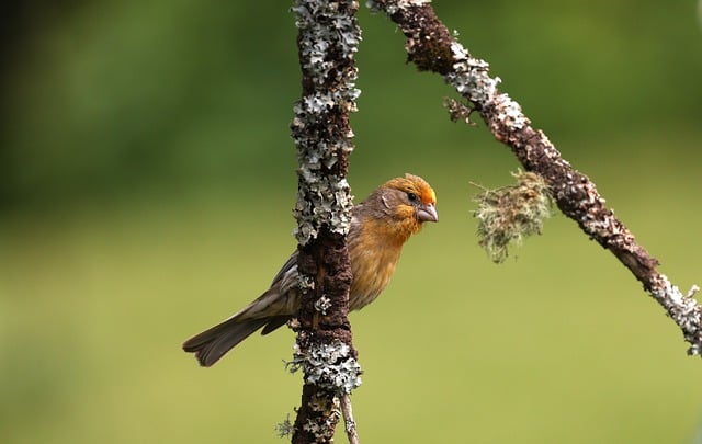 Free download finch bird animals wildlife nature free picture to be edited with GIMP free online image editor
