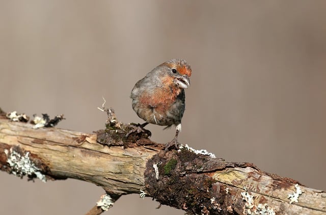 Free download finch bird nature animal wildlife free picture to be edited with GIMP free online image editor