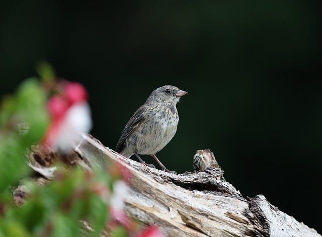 Free download finch bird nature wildlife avian free picture to be edited with GIMP free online image editor