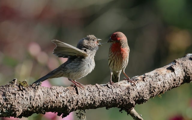 Free download finches birds nature wildlife free picture to be edited with GIMP free online image editor