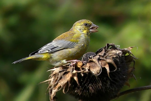 Free download finch greenfinch bird songbird free picture to be edited with GIMP free online image editor