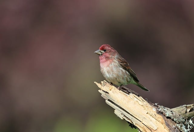 Free download finch nature bird wildlife avian free picture to be edited with GIMP free online image editor