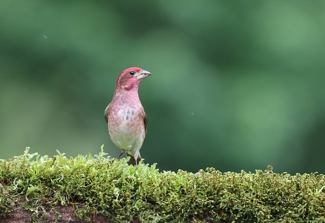 Free download finch nature bird wildlife plumage free picture to be edited with GIMP free online image editor