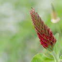 Finger Flower  screen for extension Chrome web store in OffiDocs Chromium