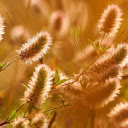 Finger flowers  screen for extension Chrome web store in OffiDocs Chromium