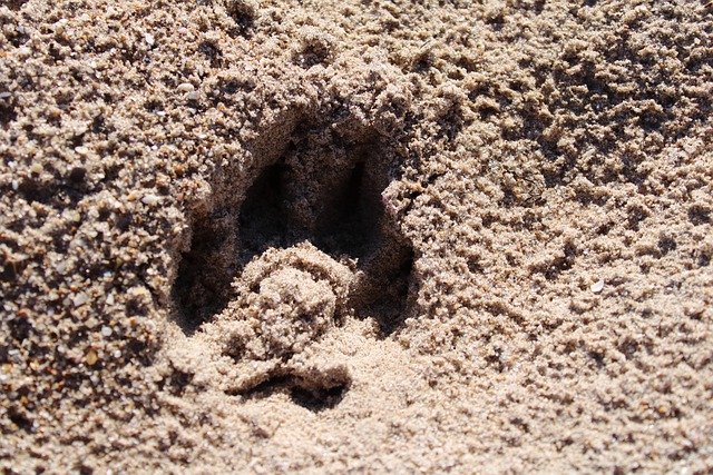 Baixe gratuitamente a imagem gratuita do cão de praia de areia de pata de impressão digital para ser editada com o editor de imagens on-line gratuito do GIMP