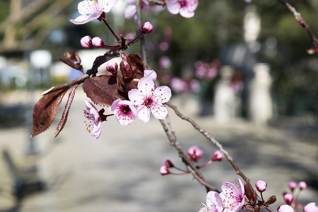 Безкоштовно завантажте Fiori Di Pesco Spring Nature - безкоштовну фотографію або малюнок для редагування за допомогою онлайн-редактора зображень GIMP