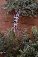 Free download Fir Antlers HWYL 01 005 free photo or picture to be edited with GIMP online image editor