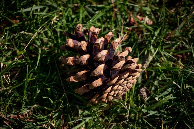 Téléchargement gratuit Fir Apple Grass - photo ou image gratuite à éditer avec l'éditeur d'images en ligne GIMP