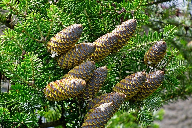 Free download fir cones tree green nature free picture to be edited with GIMP free online image editor