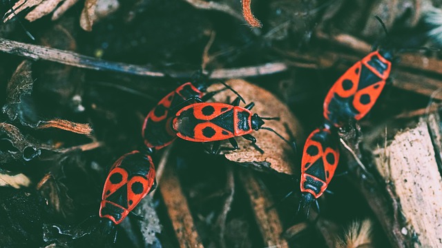 Free download fire beetle beetle insects free picture to be edited with GIMP free online image editor