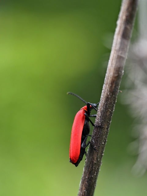 Free download fire beetle insect red close up free picture to be edited with GIMP free online image editor