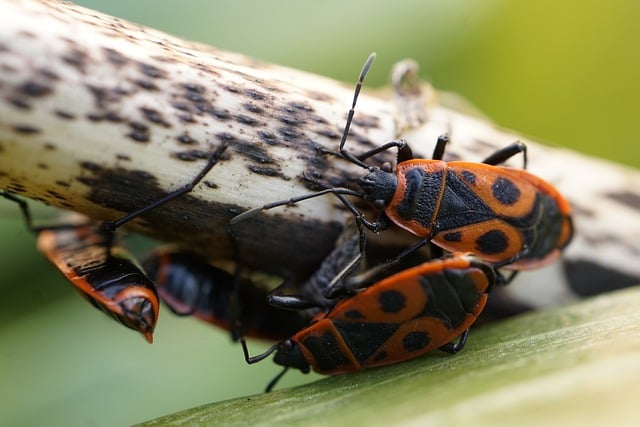 Free download fire bug insect pyrrhocoridae free picture to be edited with GIMP free online image editor