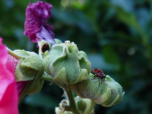 Muat turun percuma Fire Bugs Garden Nature Close - foto atau gambar percuma untuk diedit dengan editor imej dalam talian GIMP