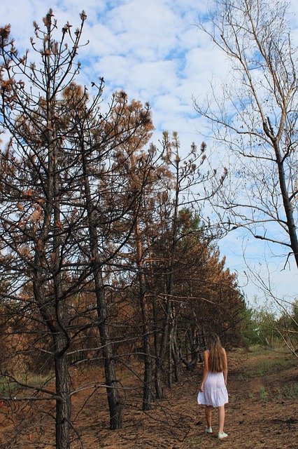 Descarga gratuita Fire Burning Wood Landscape: foto o imagen gratuitas para editar con el editor de imágenes en línea GIMP