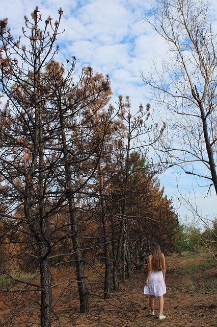 Безкоштовно завантажте Fire Burning Wood Landscape — безкоштовну фотографію чи зображення для редагування за допомогою онлайн-редактора зображень GIMP