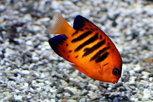 Scarica gratuitamente Fire-Duke Fish Reef Coral: foto o immagine gratuita da modificare con l'editor di immagini online GIMP