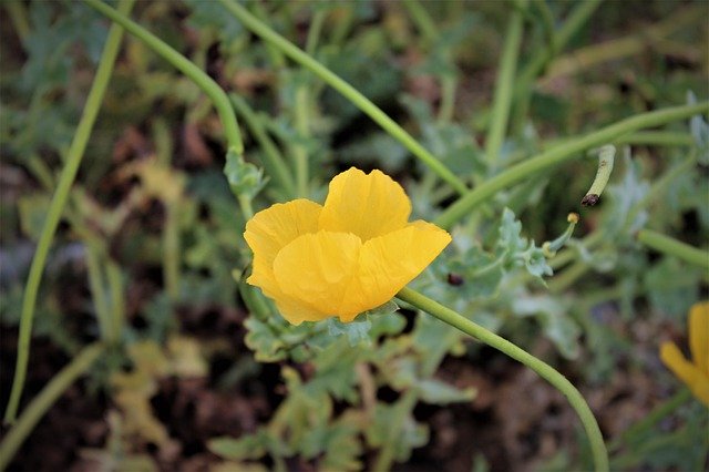 دانلود رایگان Fire Poppy Orford Ness Suffolk - عکس یا تصویر رایگان قابل ویرایش با ویرایشگر تصویر آنلاین GIMP