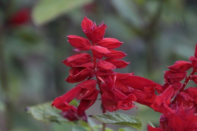 Free download Fire Sage Plant Nature -  free photo or picture to be edited with GIMP online image editor