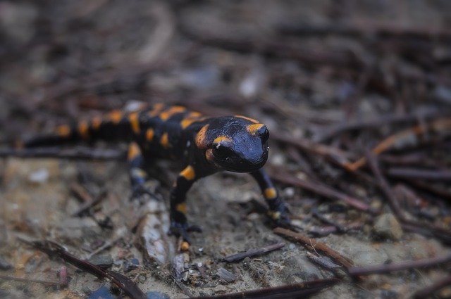 Fire Salamander 무료 다운로드 - 무료 사진 또는 김프 온라인 이미지 편집기로 편집할 사진