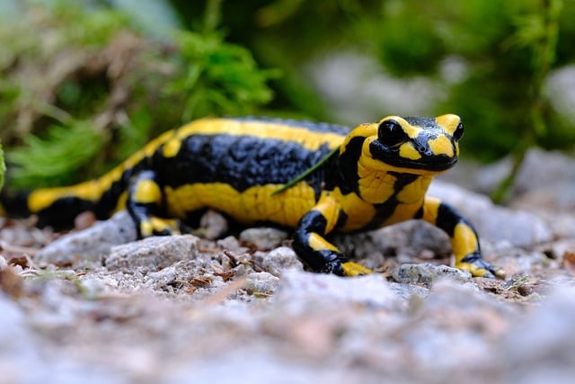 Free download fire salamander amphibian rare free picture to be edited with GIMP free online image editor