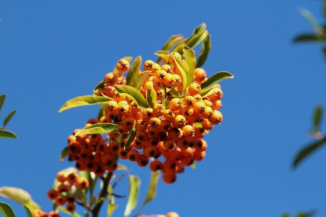 Muat turun percuma Firethorn Berries Orange - foto atau gambar percuma untuk diedit dengan editor imej dalam talian GIMP