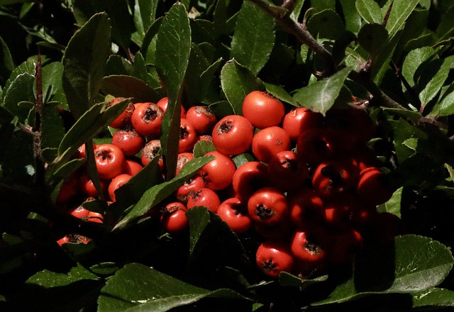 Free download fire thorn red berries tree leaves free picture to be edited with GIMP free online image editor