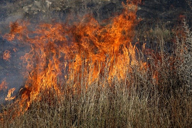 Free download Fire Vegetation Dry -  free photo or picture to be edited with GIMP online image editor