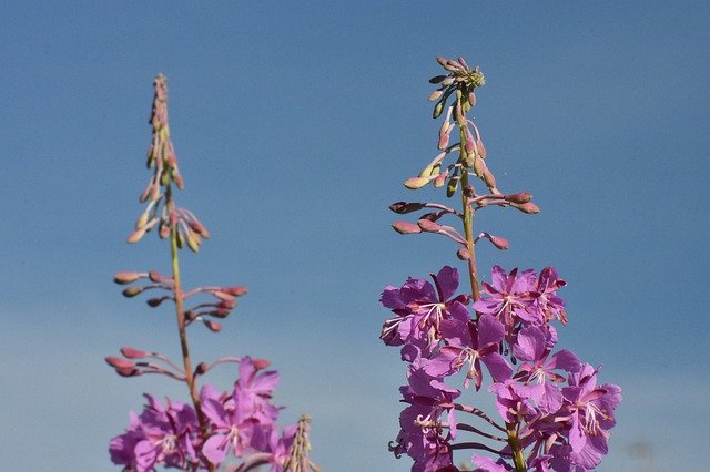 Free download Fireweed Flowers Bloom -  free photo or picture to be edited with GIMP online image editor