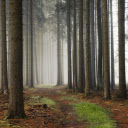 Firewood in the forest  screen for extension Chrome web store in OffiDocs Chromium