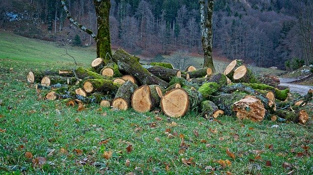 Скачать бесплатно Firewood Tree Trunks Nature - бесплатно фото или картинку для редактирования с помощью онлайн-редактора GIMP